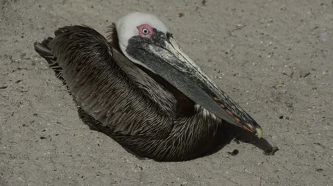 Brown pelican on a Florida beach Stock Footage 35145264