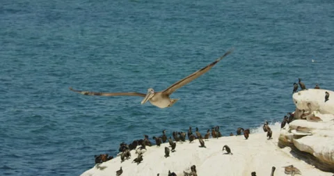 Brown pelican fly off from boulder Stock Footage 316643643