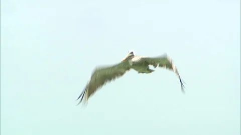 Brown Pelican flying over camera Video stock 95598838