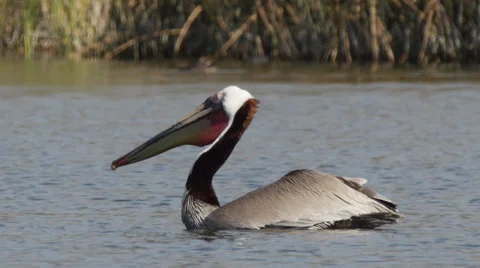 Brown Pelican Stock Footage 35194257