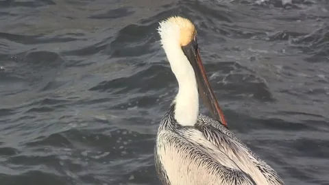 Brown Pelican Stock Footage 88140199