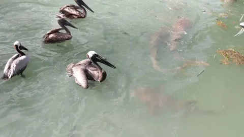 Brown Pelican Stock Footage 162114146