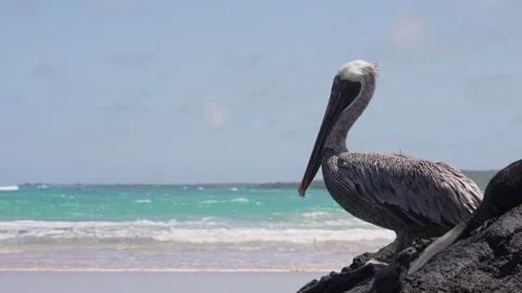 Brown Pelican Galapagos 動画素材 240933717
