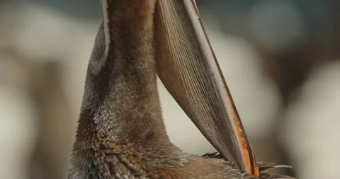 Brown pelican gular pouch preening side CU Stock Footage 316423853