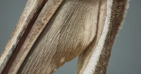 Brown pelican gular pouch side view BCU 動画素材 316643899