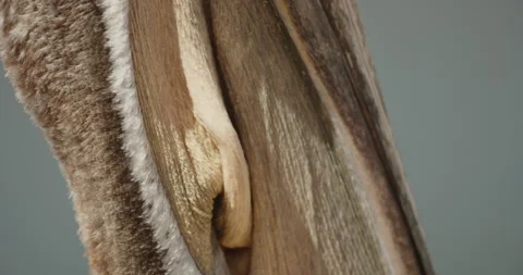 Brown pelican gular pouch side BCU Stock Footage 316643943