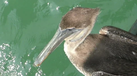 Brown pelican head Stock Footage 50341274