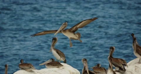 Brown pelican landing on rock glowing CLOUDY Stock Footage 316643853