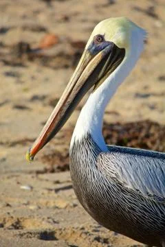 Brown pelican melbourne beach florida Stock Photos