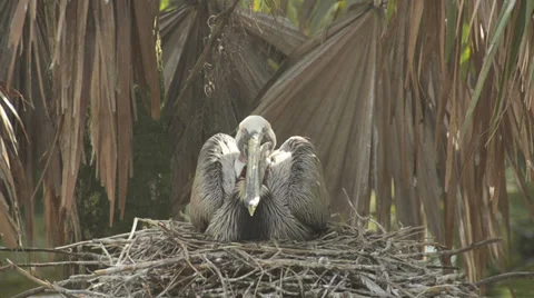 Brown pelican nesting Stock Footage 34473959