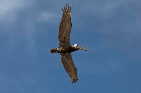 Brown pelican Stock Photos
