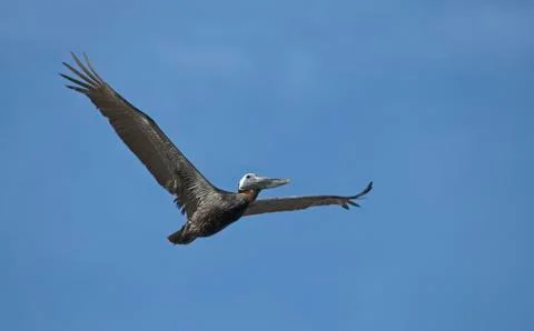 Brown pelican Stock Photos