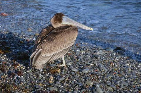 Brown pelican Stock Photos