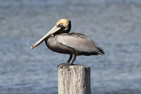 Brown pelican Stock Photos