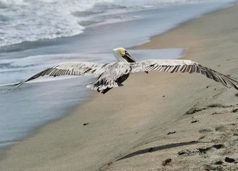 Brown pelican Stock Photos