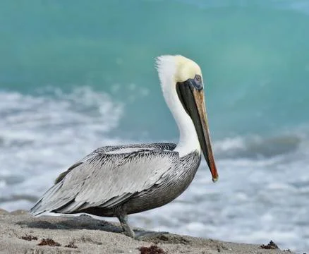 Brown pelican Stock Photos