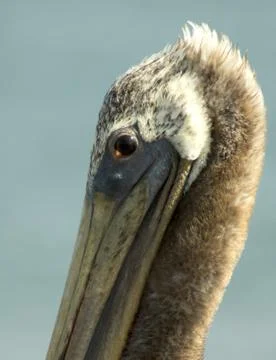 Brown Pelican Stock Photos