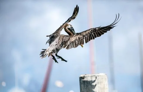 Brown Pelican Stock Photos