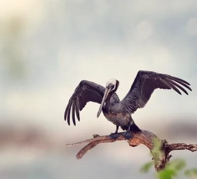 Brown Pelican Stock Photos