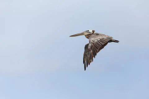 Brown pelican Stock Photos