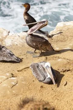 Brown pelican Stock Photos