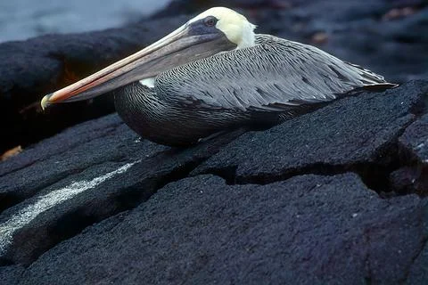 Brown pelican Foto stock