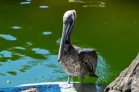Brown Pelican Photos