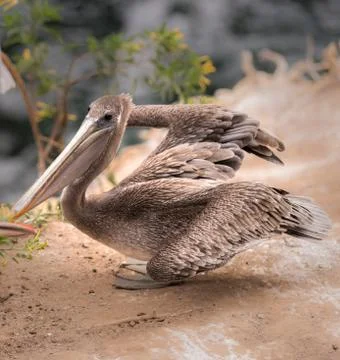 Brown Pelican Posing for the Camera Stock Photos