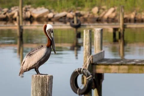 Brown pelican on a post in an empty marina. Stock Photos