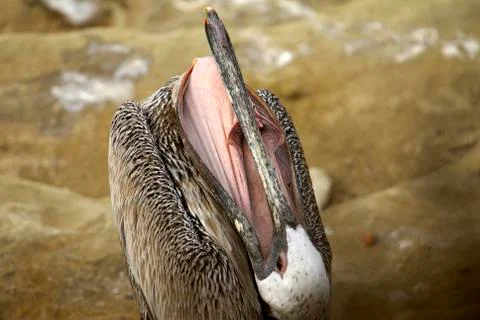 Brown pelican pouch Stock Photos