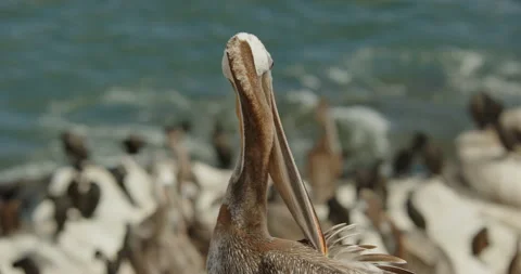 Brown pelican preening back upper body MS Stock Footage 316423582