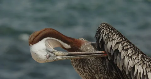 Brown pelican preening MCU 動画素材 316424071