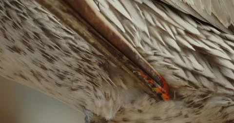 Brown pelican preening red dot beak BCU Stock Footage 316423732