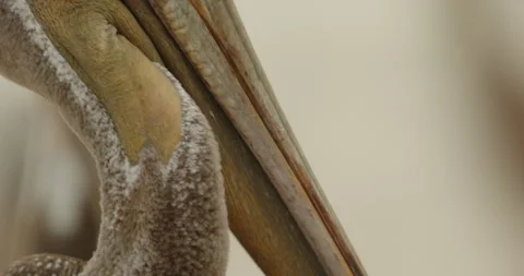 Brown pelican preening tilt down BCU CLOUDY 動画素材 316422966
