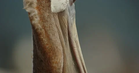 Brown pelican preening tilt down CU Stock Footage 316423487