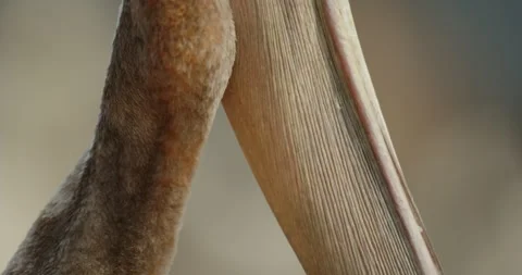 Brown pelican preening tilt upper body BCU Stock Footage 316423488