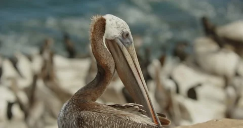 Brown pelican preening upper body MS Stock Footage 316429896