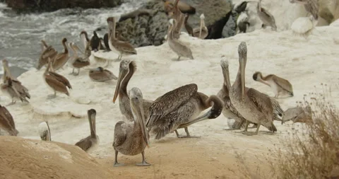 Brown pelican restingwalking CLOUDY 動画素材 316423022