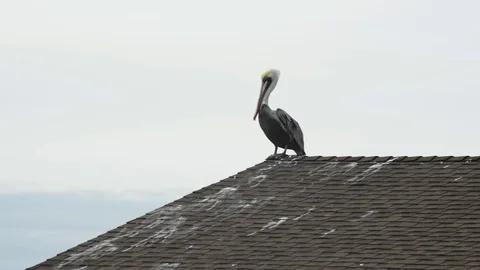 A Brown Pelican on a rooftop Stock Footage 74604137