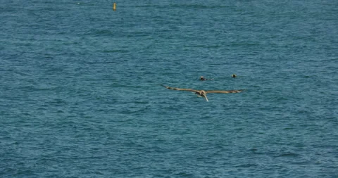 Brown pelican round flight boulder to ocean Stock Footage 316643688