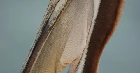 Brown pelican side gular pouch CU Stock Footage 316423979