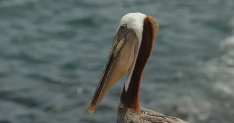 Brown pelican side gular pouch moving Stock Footage 316424080