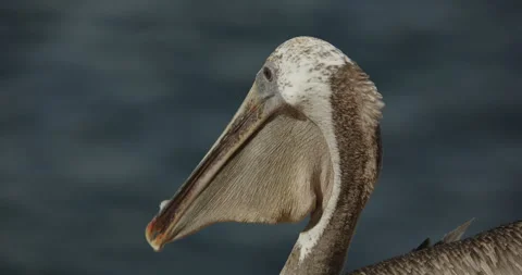 Brown pelican side gular pouch feather beak MCU 動画素材 316644001