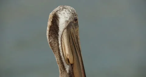 Brown pelican side upper neck MCU 動画素材 316643949