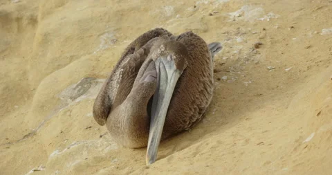 Brown pelican sleeping MS Stock Footage 316421839