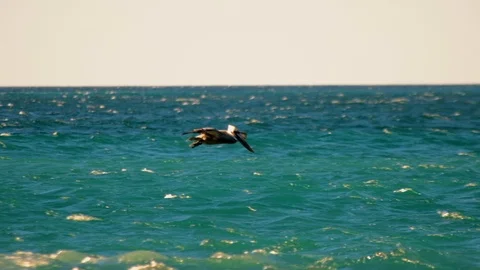 Brown pelican smooth wind assisted landing on water-HD at 120fps Vidéo 107587401