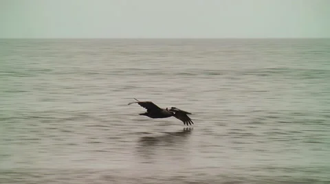 Brown pelican soars above waves Stock Footage 65300256