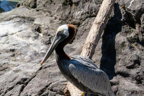 Brown Pelican in Spring 库存照片