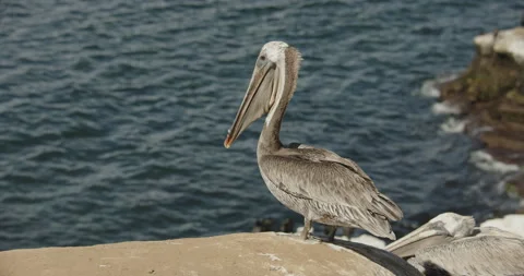Brown pelican standing sitting down on boulder Stock Footage 316644029