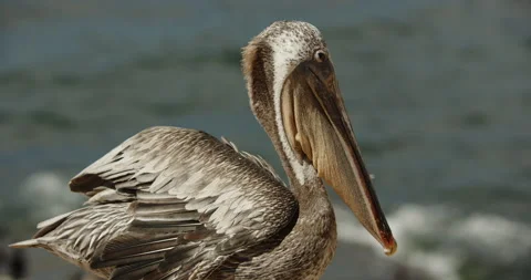 Brown pelican standing upper body side MS Stock Footage 316643953